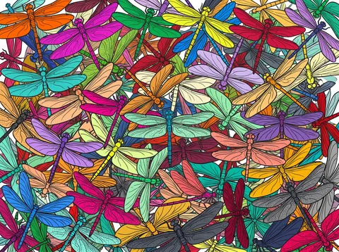 Dragonflies in Every Color