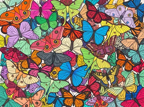 Colorful Butterflies and Moths