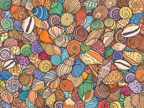 A Beachcomber's Shell Collection