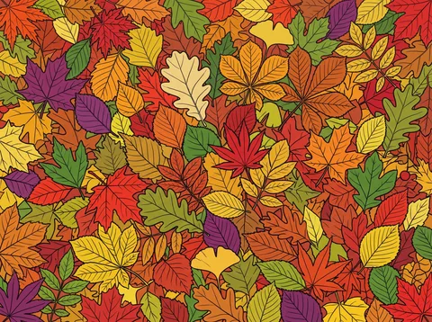 Maple and Chestnut Leaves in Autumn