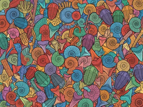 Colorful Ammonite Fossil Collection
